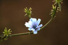 Cichorium intybus intybus