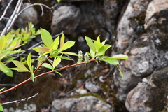 Salix saposhnikovii