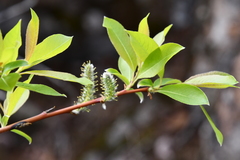 Salix saposhnikovii