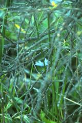 Cichorium intybus intybus