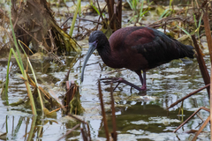 Plegadis chihi × Plegadis falcinellus