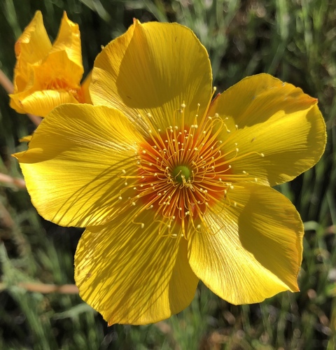 Mentzelia