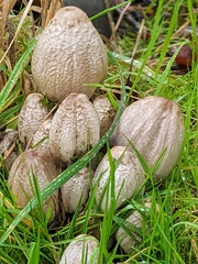Coprinopsis atramentaria
