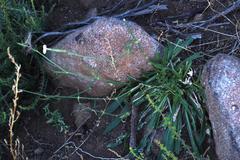 Silene undulata undulata