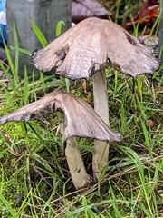 Coprinopsis atramentaria