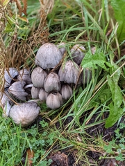 Coprinopsis atramentaria