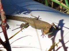 Algyroides moreoticus