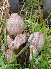 Coprinopsis atramentaria