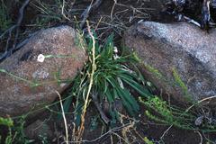 Silene undulata undulata