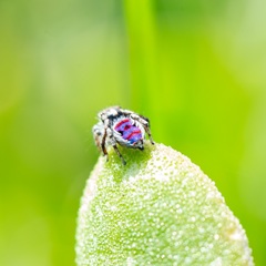 Maratus speciosus