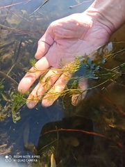 Ranunculus kauffmannii