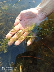 Ranunculus kauffmannii