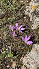 Colchicum filifolium