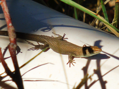 Algyroides moreoticus