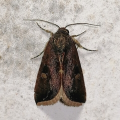 Micrathetis canifimbria