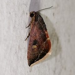 Micrathetis canifimbria