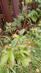 Geum × meinshausenii