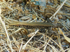 Algyroides moreoticus