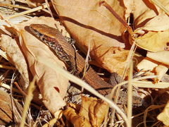 Algyroides moreoticus