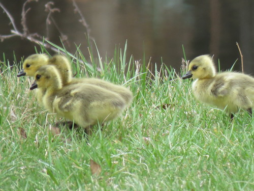 Canada Goose photographed in Indiana