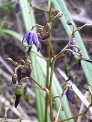 Dianella brevicaulis