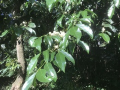 Prunus zippeliana
