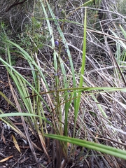 Dianella brevicaulis