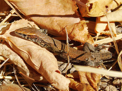 Algyroides moreoticus