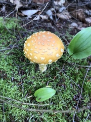 Amanita muscaria
