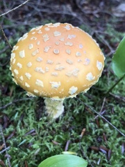 Amanita muscaria