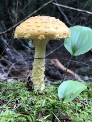 Amanita muscaria