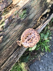 Cerioporus squamosus