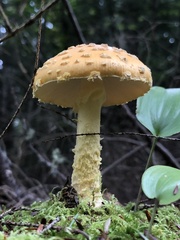 Amanita muscaria