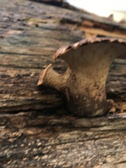 Cerioporus squamosus