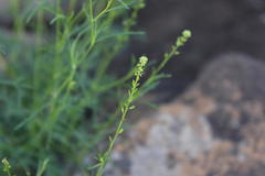 Lepidium trifurcum