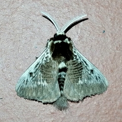 Megalopyge albicollis