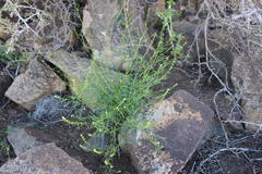 Lepidium trifurcum