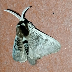 Megalopyge albicollis