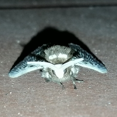Megalopyge albicollis