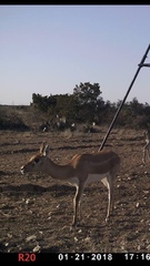 Antilope cervicapra