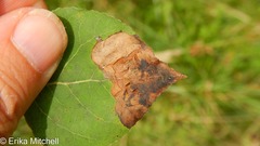 Paraleucoptera albella