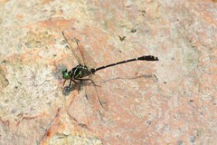 Burmagomphus vermicularis