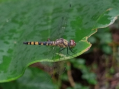 Brachydiplax farinosa