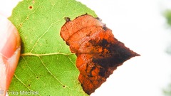 Paraleucoptera albella