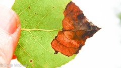 Paraleucoptera albella