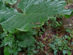 Brachydiplax farinosa