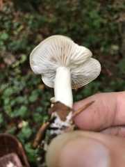 Basidiomycota