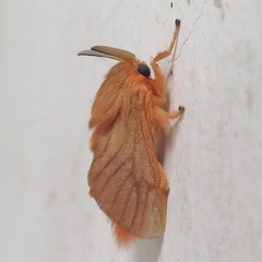 Thoscora