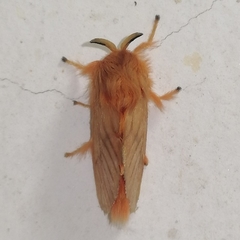 Thoscora