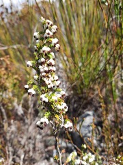 Erica suffulta
